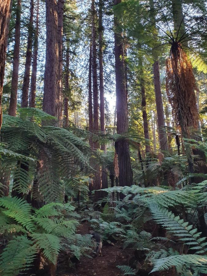 Willa Folia Domus Nz, Redwoods, Mbt Rotorua Zewnętrze zdjęcie